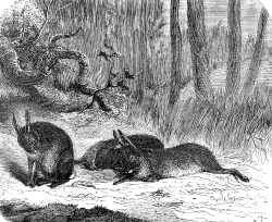 wild rabbits illustration