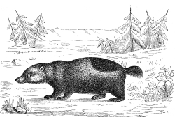 wolverine illustration