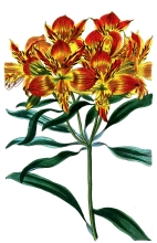 yellow alstroemeria flower illustration