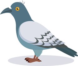 pigeon bird clipart
