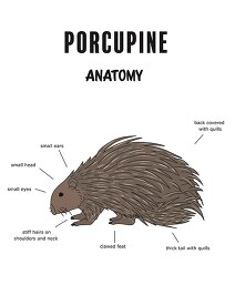 porcupine anatomy printout clipart