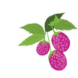 raspberry plant fruit with stem and leaf vector clipart