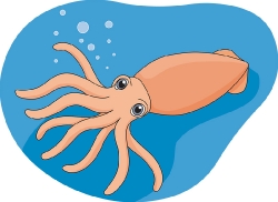 squid cephalopod marine life