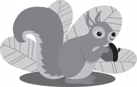 squirrel holding large acorn gray color