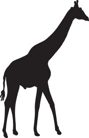 standing giraffe sideview silhouette
