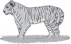 tiger grayscale clipart 1