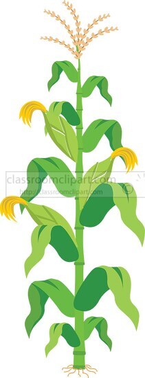 agriculture single corn plant with stalks clipart