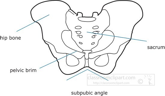 bone structure human pelvis outline clipart