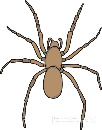 brown house spider clipart