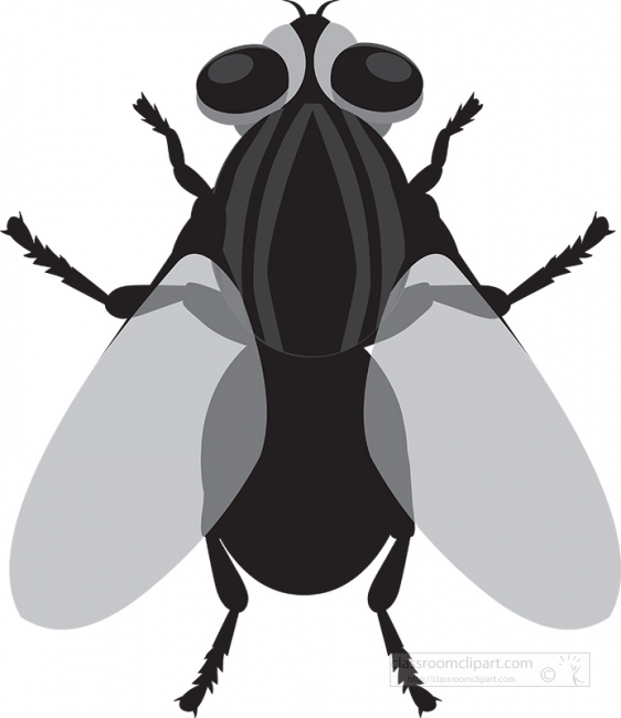 house fly insect gray clipart