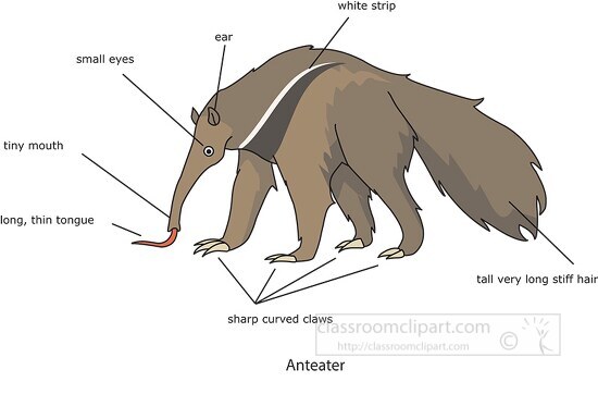 labeled anatomy of an anteater clipart