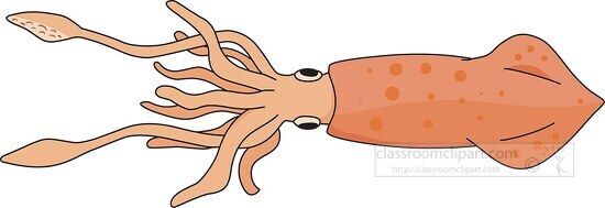 mollusks giant squid 713