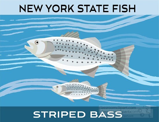new york state fish striped bass clipart image