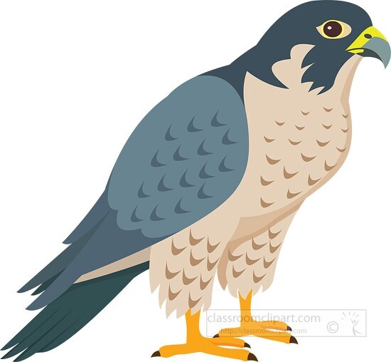 peregrine falcon bird of prey clipart
