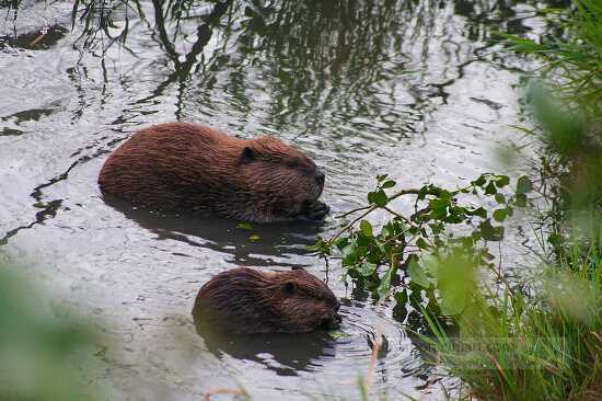 adult juvinelle beaver photo