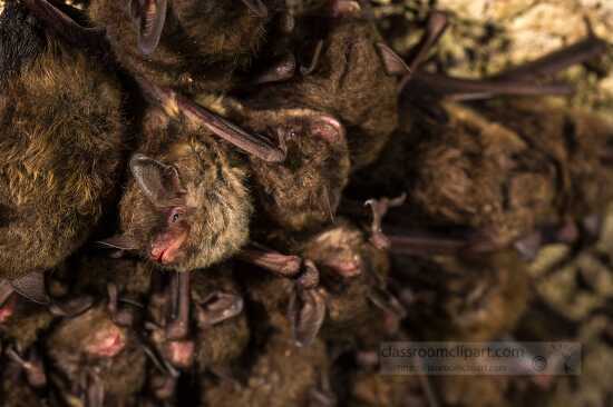 bats hibernating on a cave ceiling