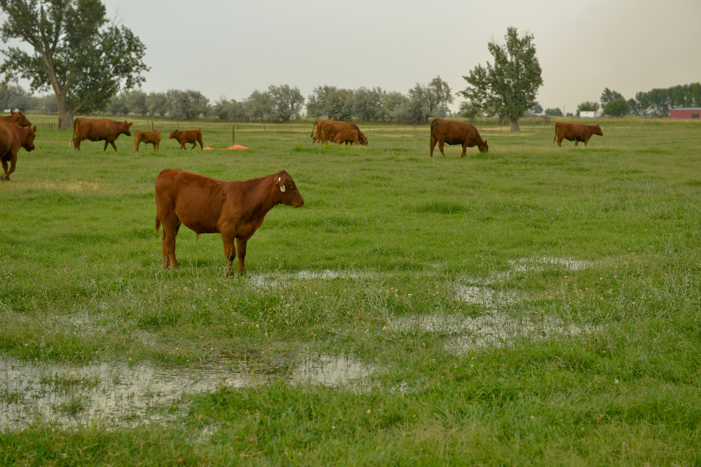 brown cattle standing in oregon farm pasture