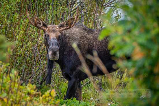 Bull moose near georgetown lake montana