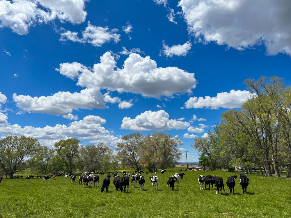 Cattle graze in a small pasture near in Idaho
