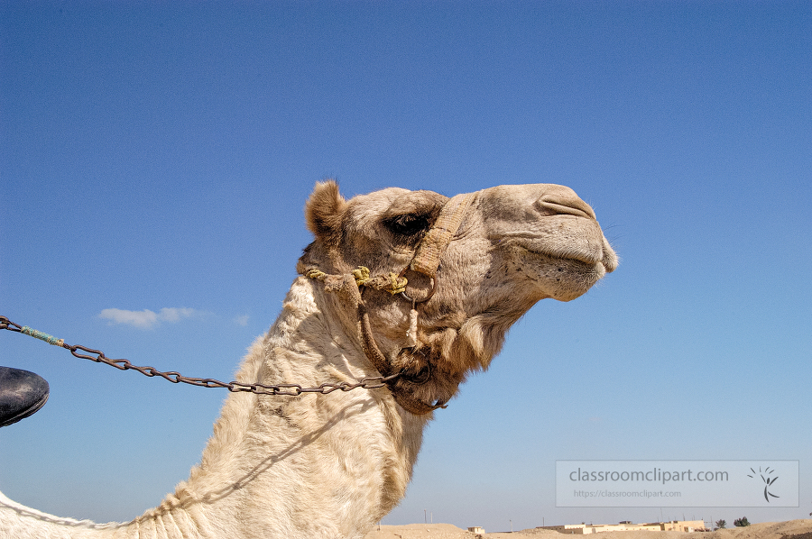 closeup of a camel in egypt