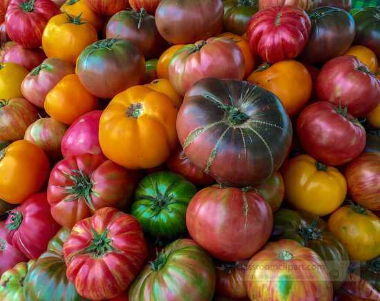 Colorful fresh ripened heirloom tomatoes