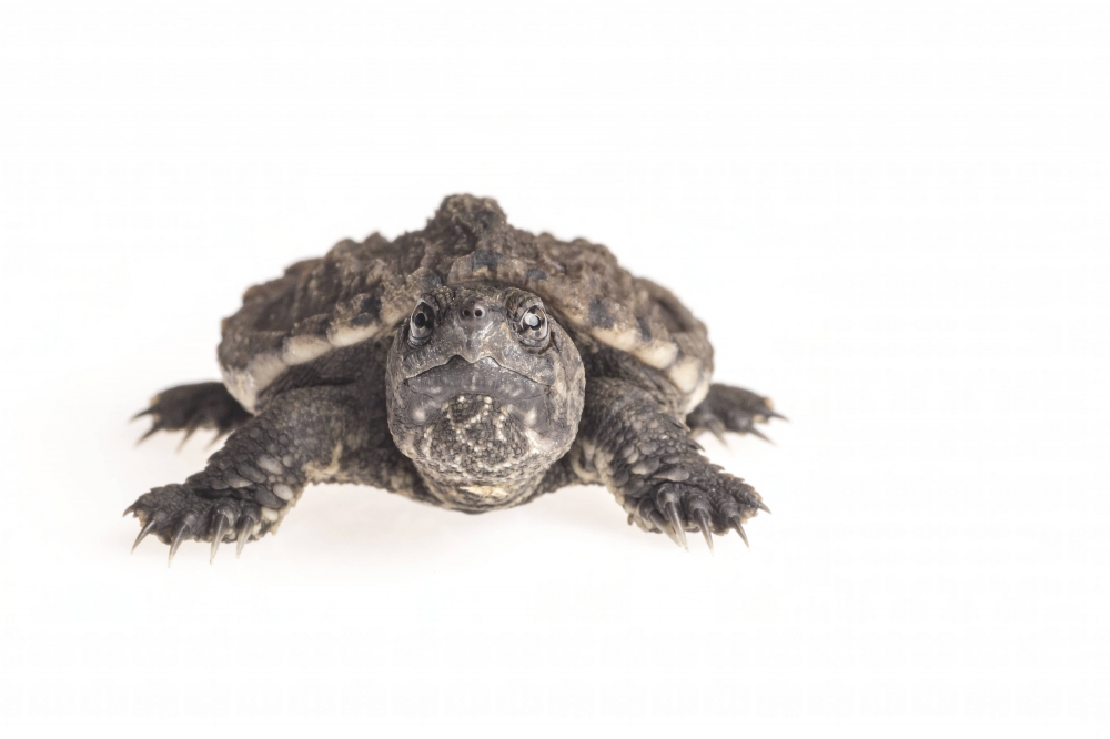Common snapping turtle on white background