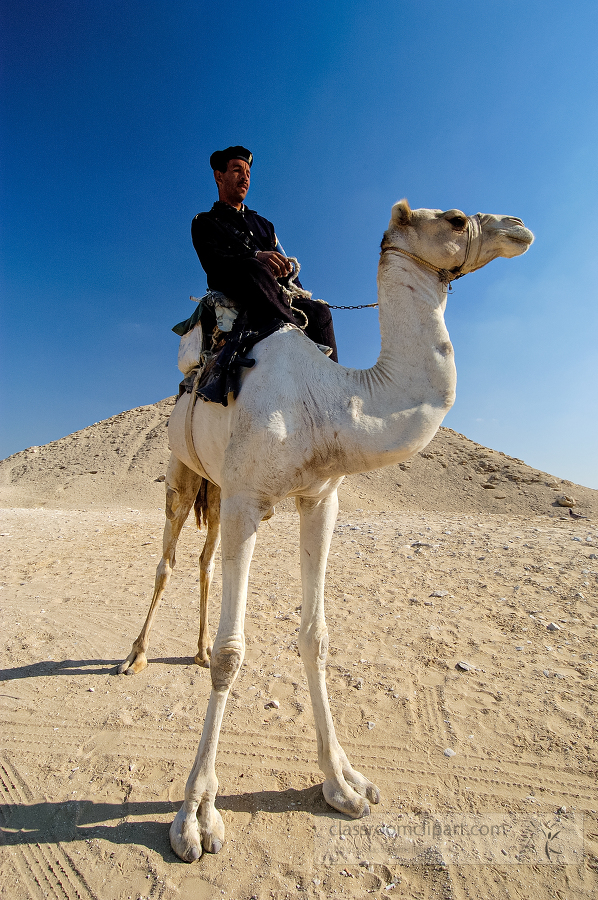 egyptain guard sitting on a white camel in the desert