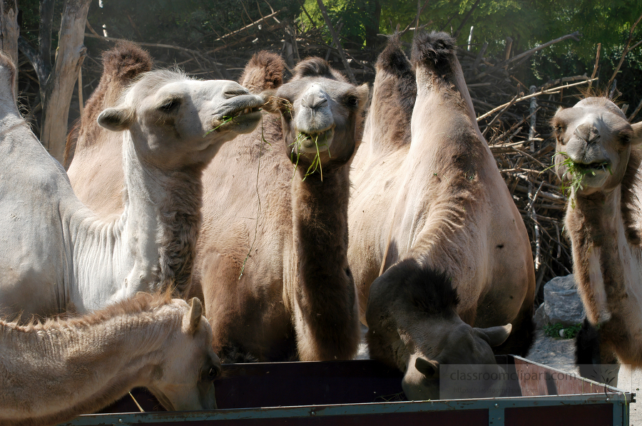 group of camels eating grass hay 2229
