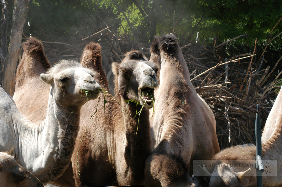 group of camels one with food in open mouth 2228