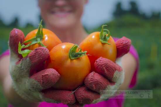 Handful of picked ripe tomatoes