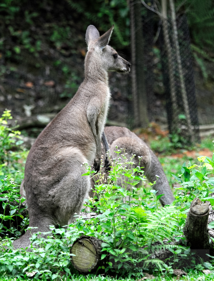 Kangaroo at the Singapore Zoo Photo Image 7949a