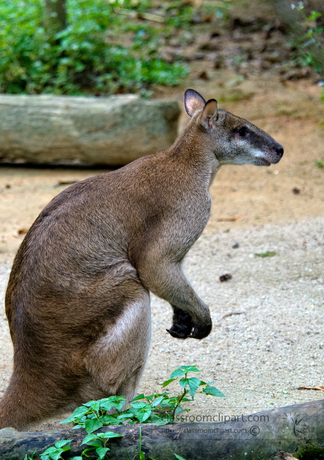 kangaroo singapore zoo 7962
