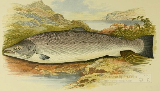 male salmon fish clipart illustration