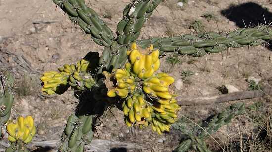 photo cholla cactus with yellow fruit