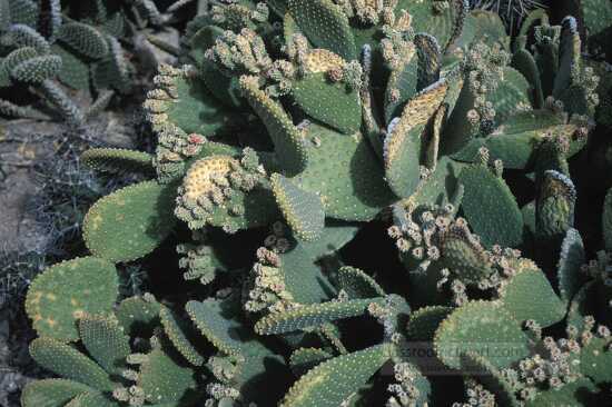 photo green spined cegador cacti