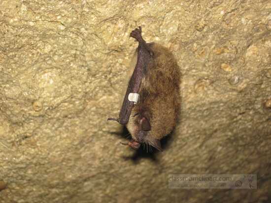 photo healthy banded little brown bat hangs out in cave