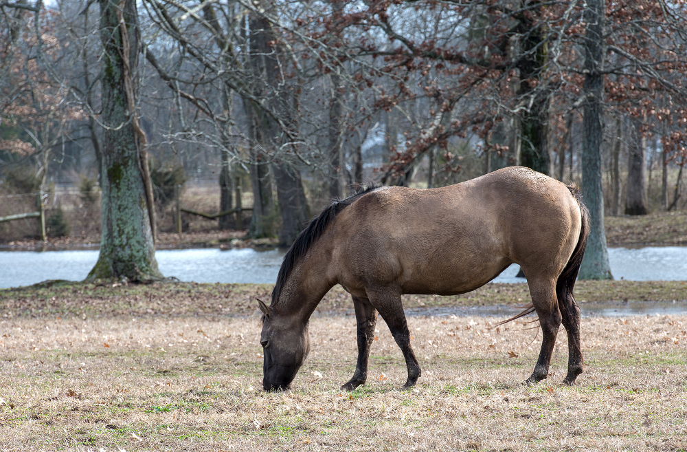 photo of a horse eating grass with stream in background
