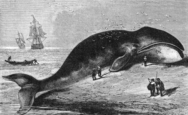 right whale beached illustration