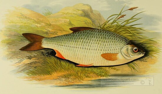 roach fish clipart illustration