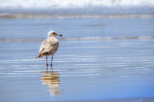 sea bird at shoreline morro bay