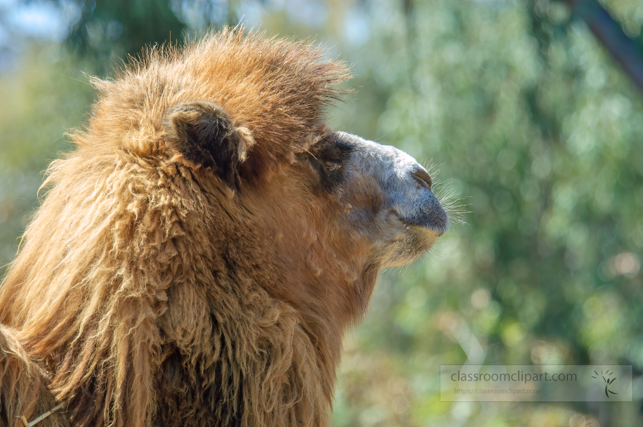 side view head of camel at zoo