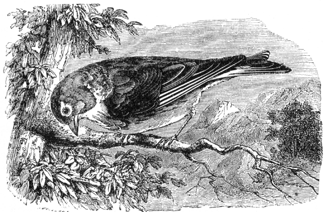 snow engraved bird illustration