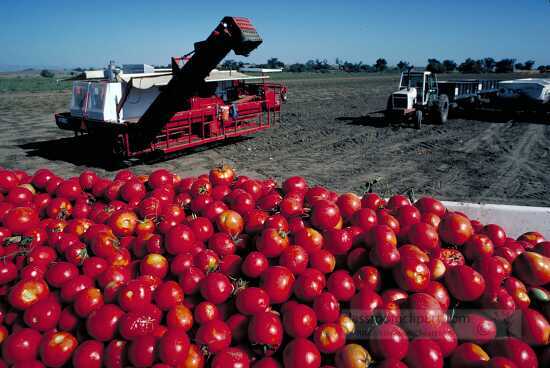 Tomatos during harvest
