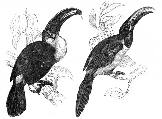 toucan engraved bird illustration