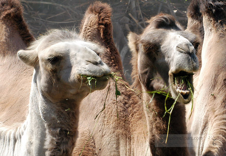 two camels eating grass hay at zoo 228