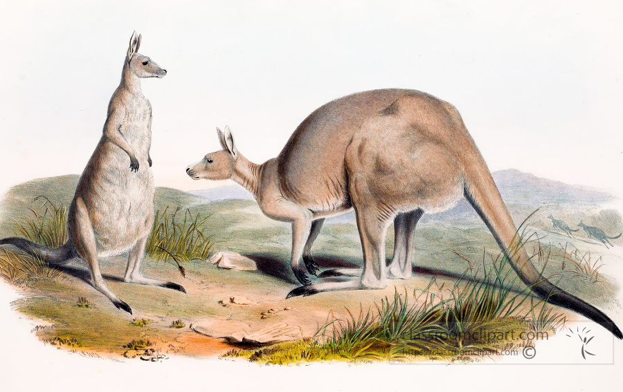 Two Great Gray Kangaroos color illustration
