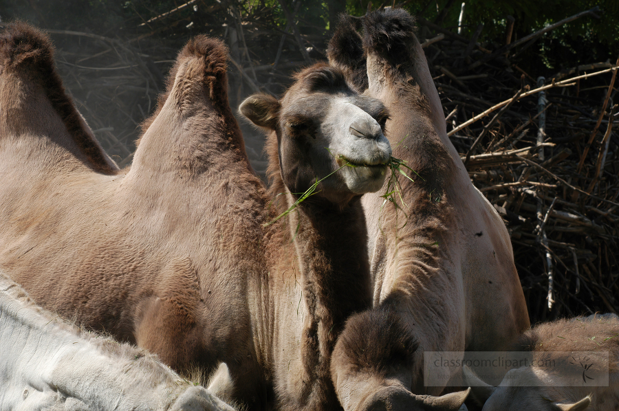 two humped camel eating hay