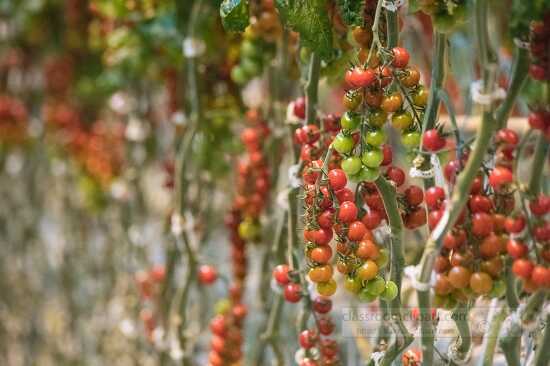 Vine ripened tomatoes frowing in greenhouse