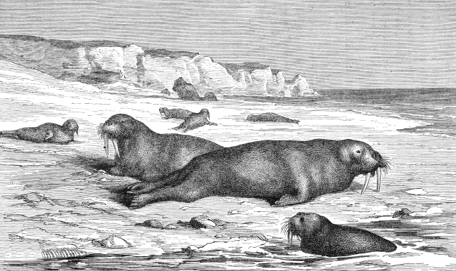 walrus illustration