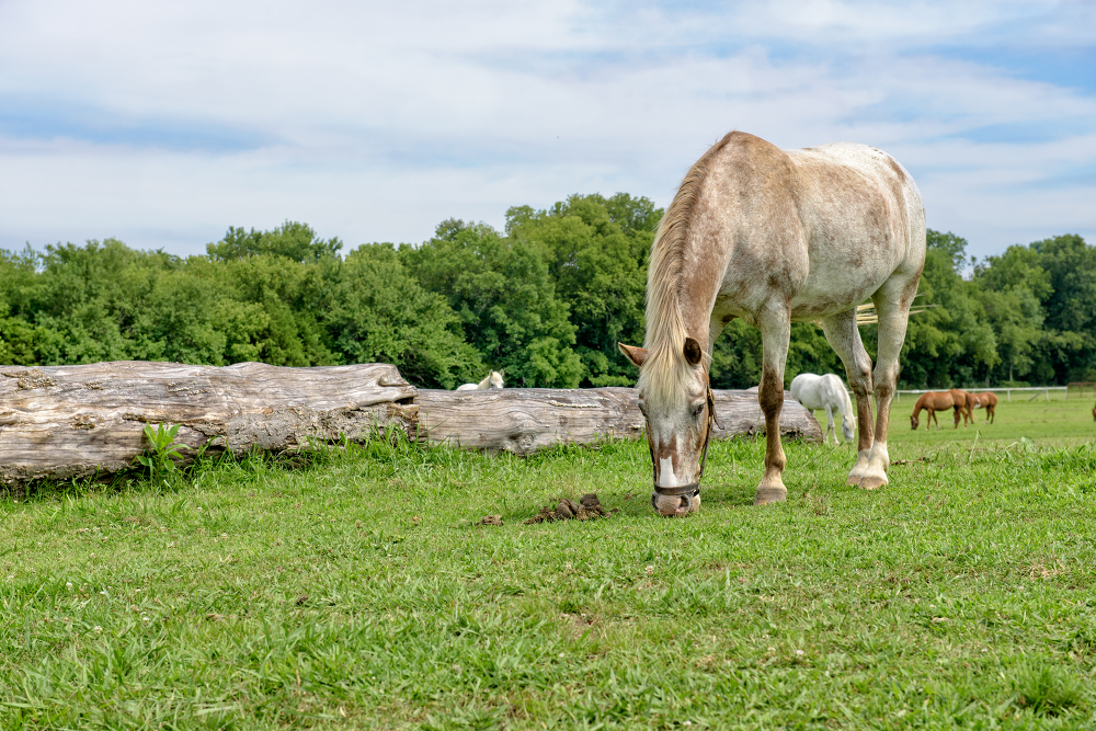 White and Brown horse grazing near stable on farm photo